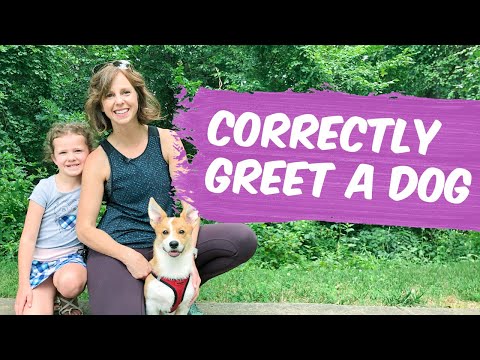 Video: Come avvicinarsi correttamente a un cane che ti sta abbaiando