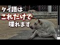 私のタイ語学習法～初タイ旅行からタイ語検定3級取得まで～