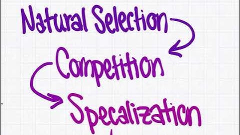 Niche Partitioning: Summary Video