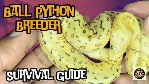 New Breeders’ Survival Guide: First 3 Years of Ball Python Breeding