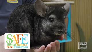 Quarters for Conservation 2023: Chinchilla Conservation Project - Compiled