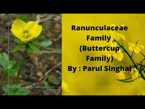 Video: Wrestler - een plant van de Buttercup-familie