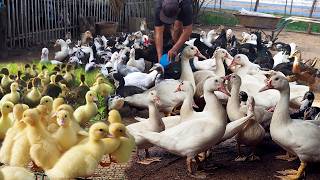 75 Days White Muscovy Duck Growth Journey 🐥➡️🦆 | From Tiny Ducklings to Healthy Ducks