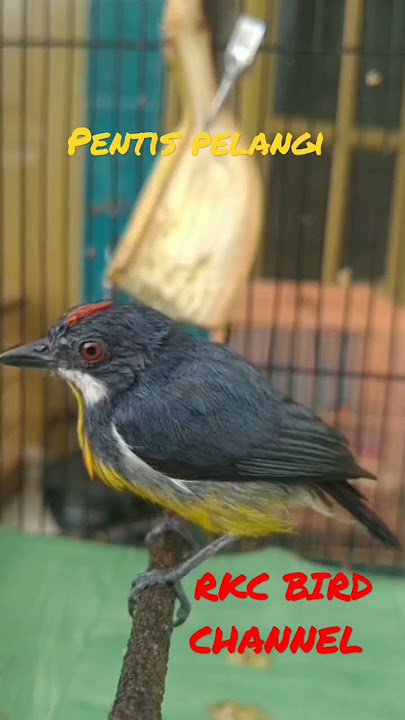 BURUNG CANTIK SUARA ASIK ..!!!! PENTIS PELANGI