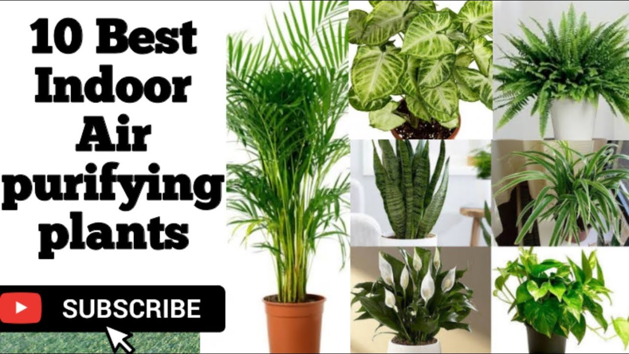 10 Best Indoor Air purifying plants Easy to grow Indoor