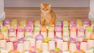 Can Kitten Beat Water Balloon Course?