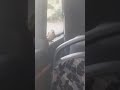 عصفور داخل الاتوبيس بالما نيا Vogel In The Bus In Germany 
