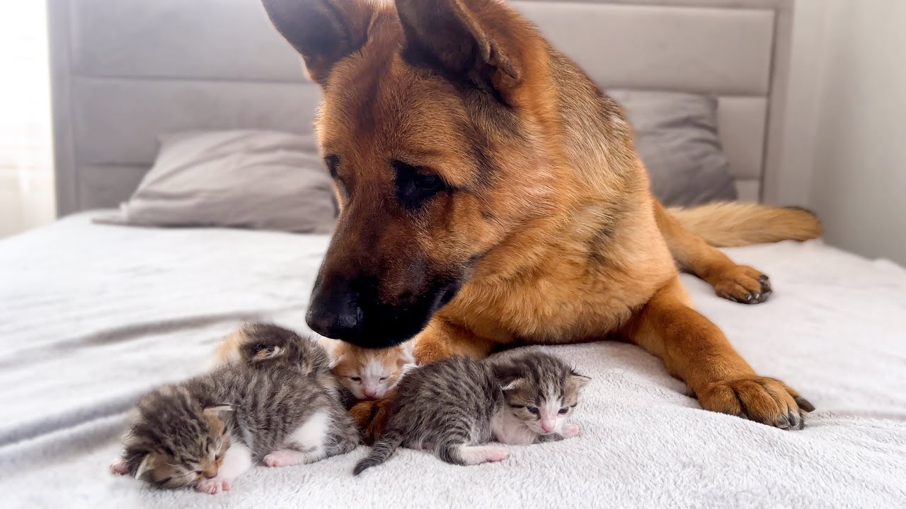 Tiny Kittens and Adorable German Shepherd