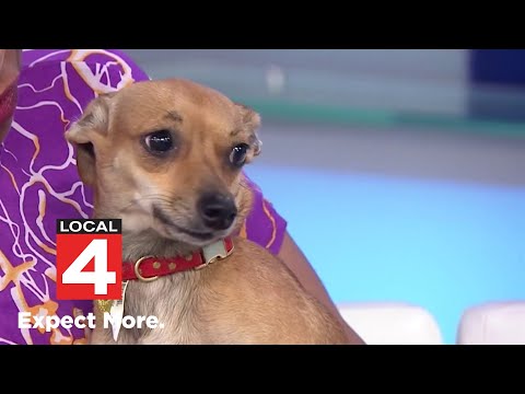 Video: Adoptable Dog Of The Week - Camry