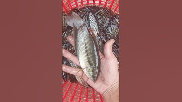 thả cá sặc rằn giống đầu mùa mưa !