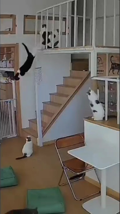 Cat becomes John Cena . Wait for it 🤣