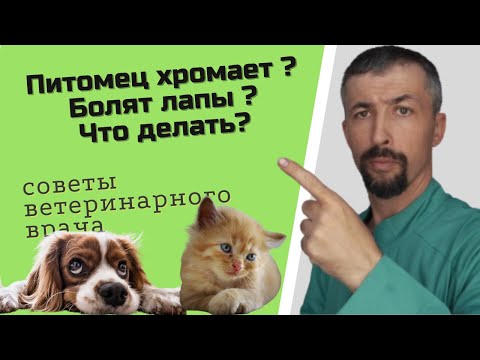 Лечение хромоты у собак и кошек