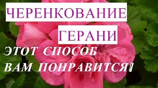 Как Подарить Герани Жизнь. Герань Уход и Размножение. Черенкование Герани.