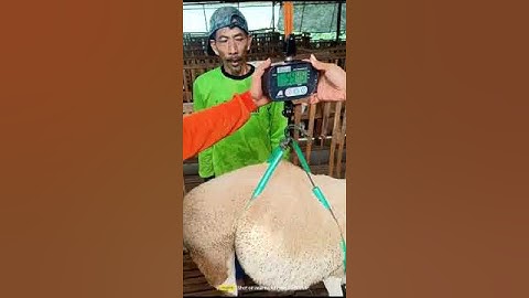 Thumbnail of Jual domba harga kg lebih jelas dan terbuka untuk pemula #hargadombaterbaru #ternakdomba #domba