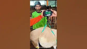 Jual domba harga kg lebih jelas dan terbuka untuk pemula #hargadombaterbaru #ternakdomba #domba