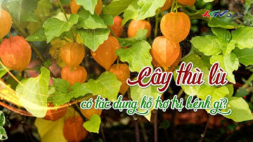 Cây thù lù có tác dụng hỗ trợ trị bệnh gì ? | Thuốc quý quanh ta | Truyền hình Hậu Giang
