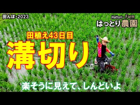 溝切り2日目・ 田植え後・43日 田んぼ・2023 20230613 田面ライダーX