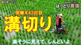 溝切り2日目・ 田植え後・43日 田んぼ・2023 20230613 田面ライダーX
