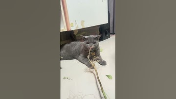 I love catnip. #cute #cat #catnip