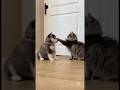Cat vs. Husky Puppy 😂 But Everything Changes When the Mother Dog Appears!（子犬をパンチする猫…しかし母犬が現れると…）