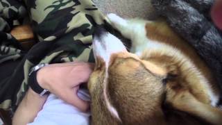broading corgi aka yung corgster