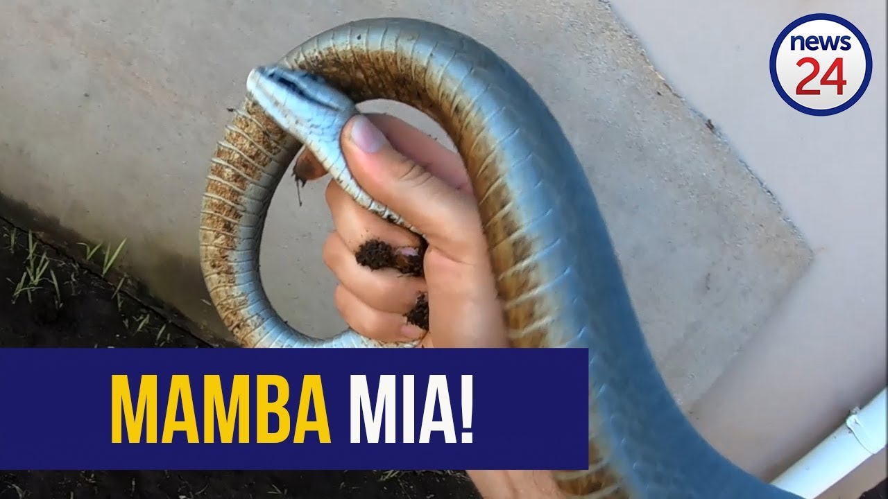 football score WATCH: 2.5m black mamba 'knocks' on sliding door in Verulam, KZN