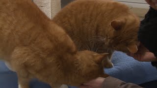 spendenaufruf tierheim dorf mecklenburg youtube