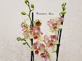 Цветение моих орхидей на 8 марта 2018 | Flowering of my orchids | Орхидея | Orchids