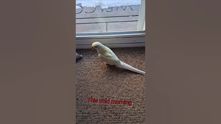 @white_and_fun  12/08/2025 #parrot  #indianringneck #talkingparrot #shorts #Tofuindianringneck