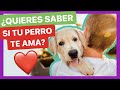 Éstas son las VERDADERAS SEÑALES de que un PERRO TE AMA 💚 ► NO TE LO ESPERABAS! 🤯