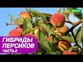 Разновидности и виды гибридов персиков. Как правильно выбрать сорт саженцев для посадки? Часть 2