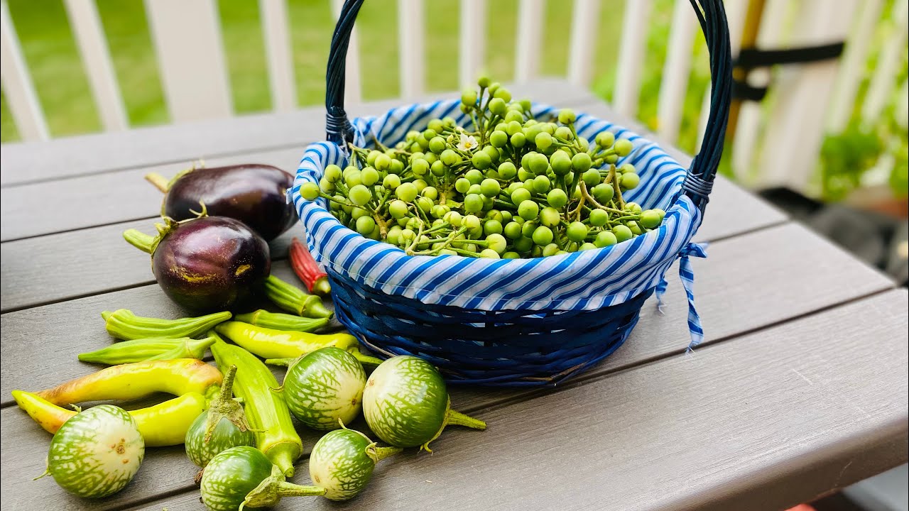How To Grow Pea Eggplants In Cold Climate USA & Winter Storage @ Somaly Khmer Cooking & Lifestyle