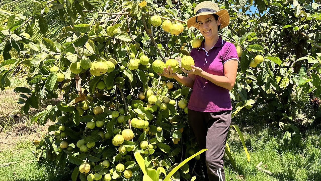 Como plantar Goiabas Gigantes que produzem muito