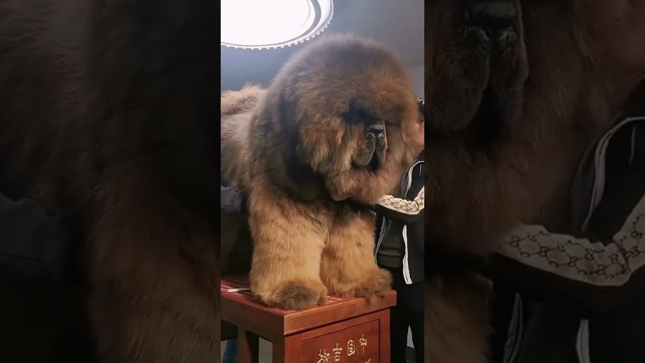 You Won’t Believe How Big This Dog Is! 🐶🛁 