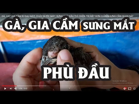 GÀ, HAY GIA CẦM BỊ ĐAU MẮT, CHẢY NƯỚC MẮT, SƯNG PHÙ ĐẦU THÌ CHỮA TRỊ RẤT ĐƠN GIẢN NHƯNG CẦN QUAN SÁT | Foci