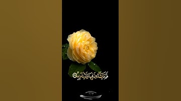 صباح الخير 💛 اجمل حالات واتس اب مقاطع قصيره💛 قران كريم سورة ق ادخلوها بسلام 💛 احمد النفيس بدون حقوق