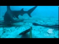 Shark baited remote underwater surveys bruvs