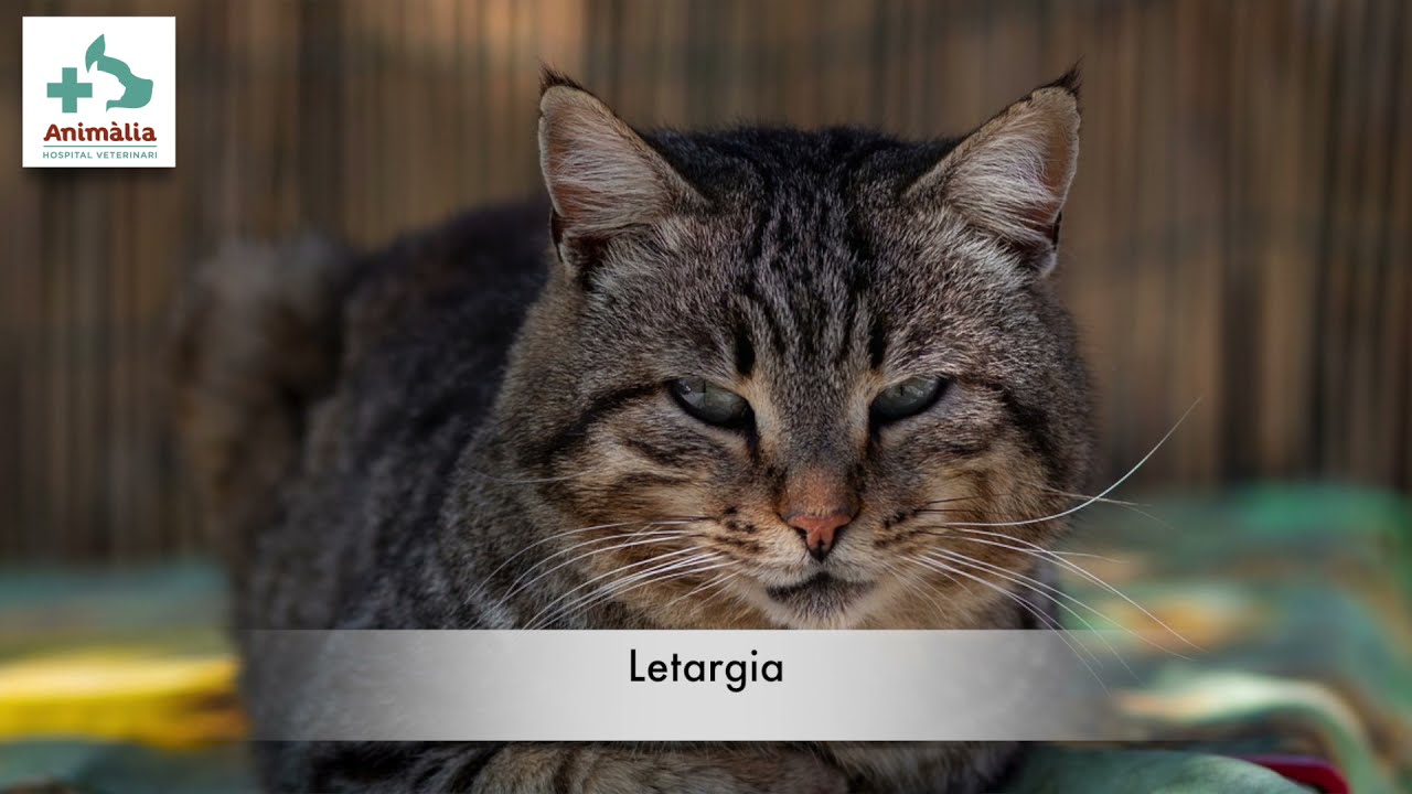 Patologías vinculadas a la glándula tiroides