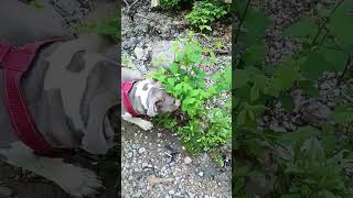 og notorious Vinnie's adventures