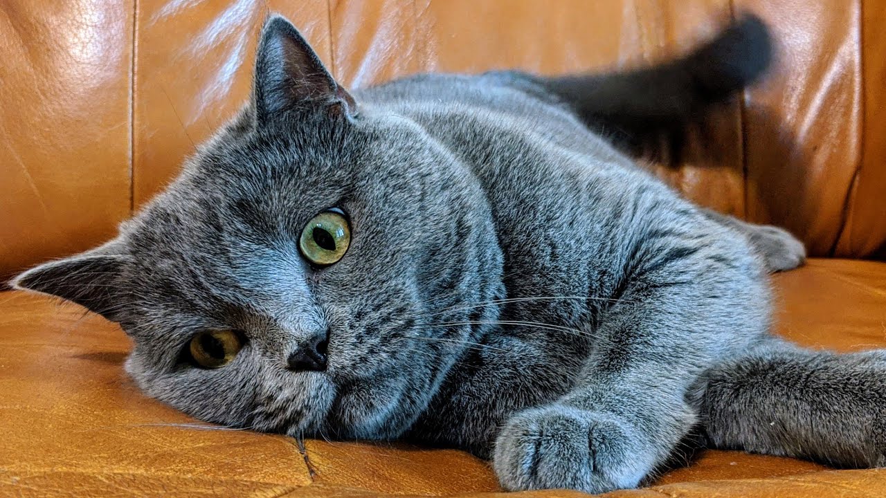 HOW TO BRUSH CAT British Shorthair CAT YouTube