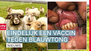 Het blauwtongvaccin is goedgekeurd & een lintjesregen in Drenthe | Drenthe Nu