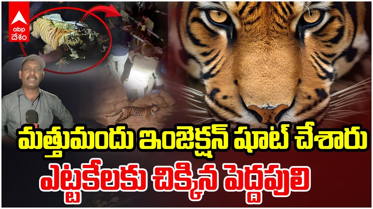 Tiger Caught at Kurmapuram | అటవీశాఖ అధికారులకు చిక్కిన పెద్దపులి | ABP Desam