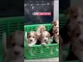 beagle puppy sale in #bangalore#Ooty#Kodaikanal#Sivakasi#pondicherry#hosur#tenkasi#beaglepuppy