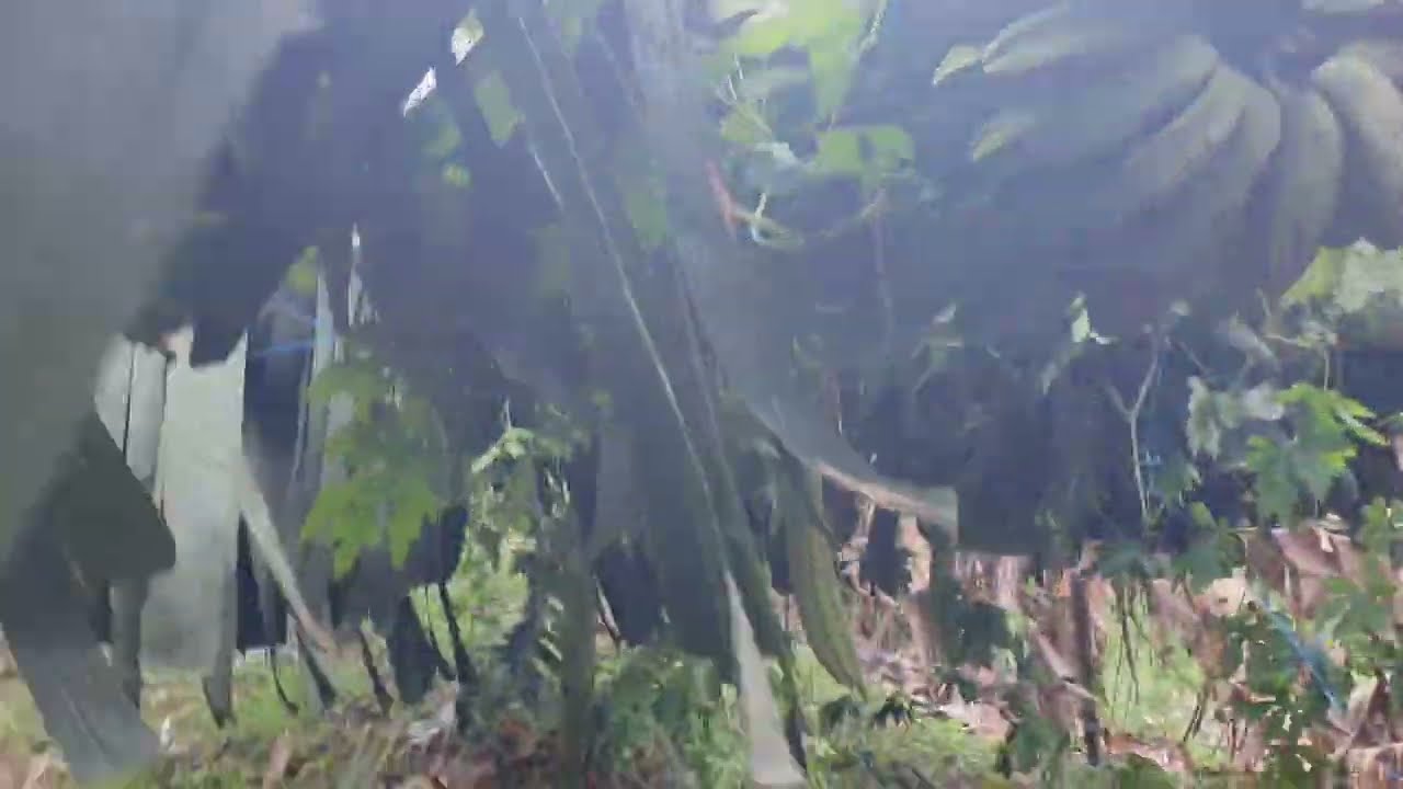 STRESSFUL STRESS AND STRESSED || AFTERMATH NI BAGYONG TINO || AMPALAYA UPDATE