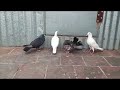 Pigeon lovers     pigeon nagercoil birds birdslover