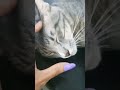Hello 6 6 2025 At Home Animallovers Youtube Youtubeshorts Youtubevideo Youtobeviral Hello 6 6 2025 At Home Animallovers Youtube Youtubeshorts Youtubevideo Youtobeviral