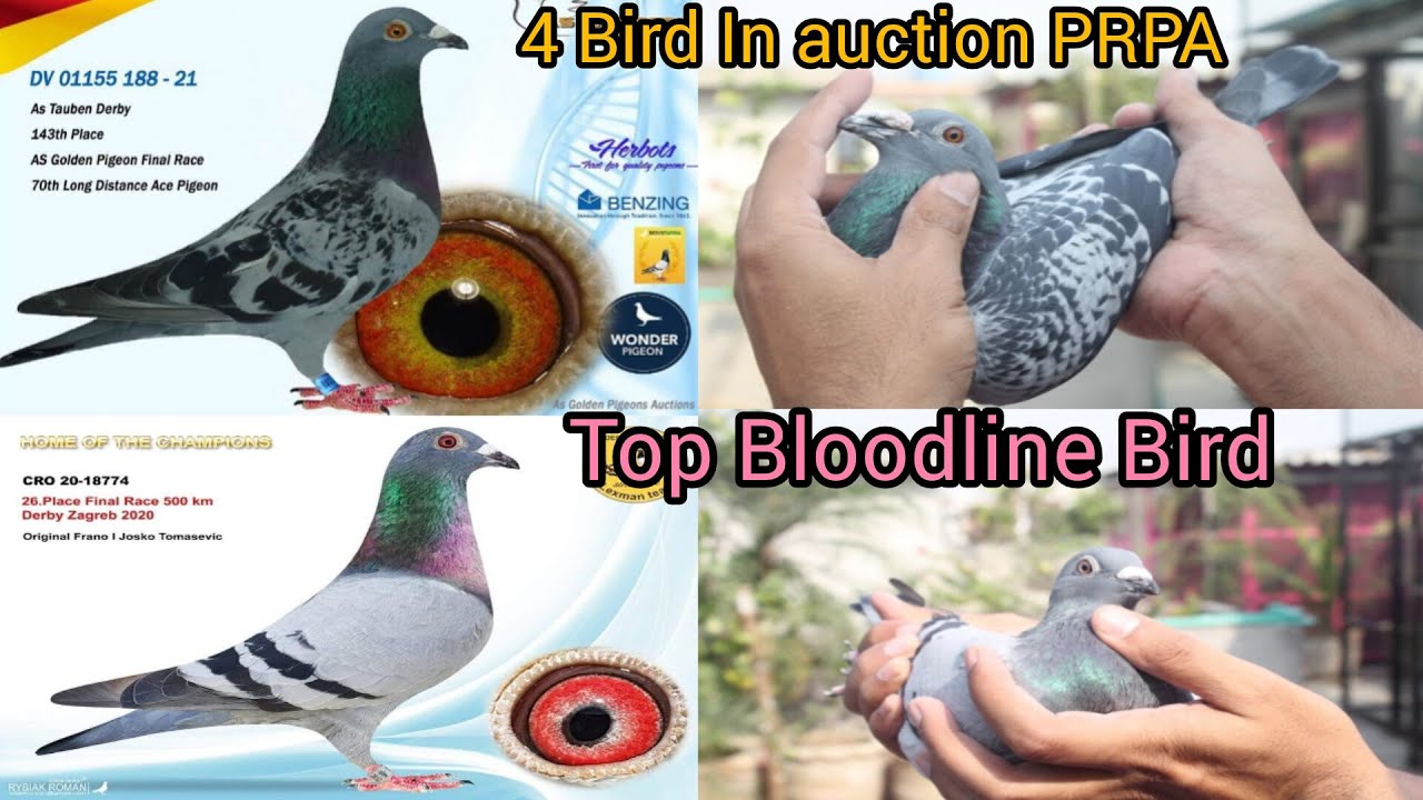 Racing Pigeon Bloodlines Philippines – MRCQ