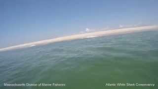 Attaque de Requin aoรปt 2015 - Shark Attack august 2015 - Cape Cod