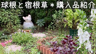 [ガーデニングvlog]購入苗ご紹介第２弾＊球根も買いました＊秋に植える宿根草/2021.10.19〜22撮影