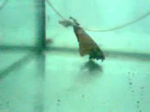 ghost knifefish fry 3